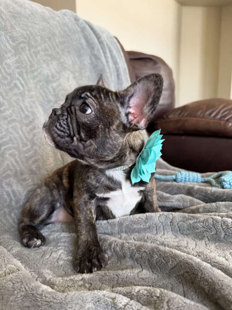 Estelle | Reverse Brindle French Bulldog Female | Available Now