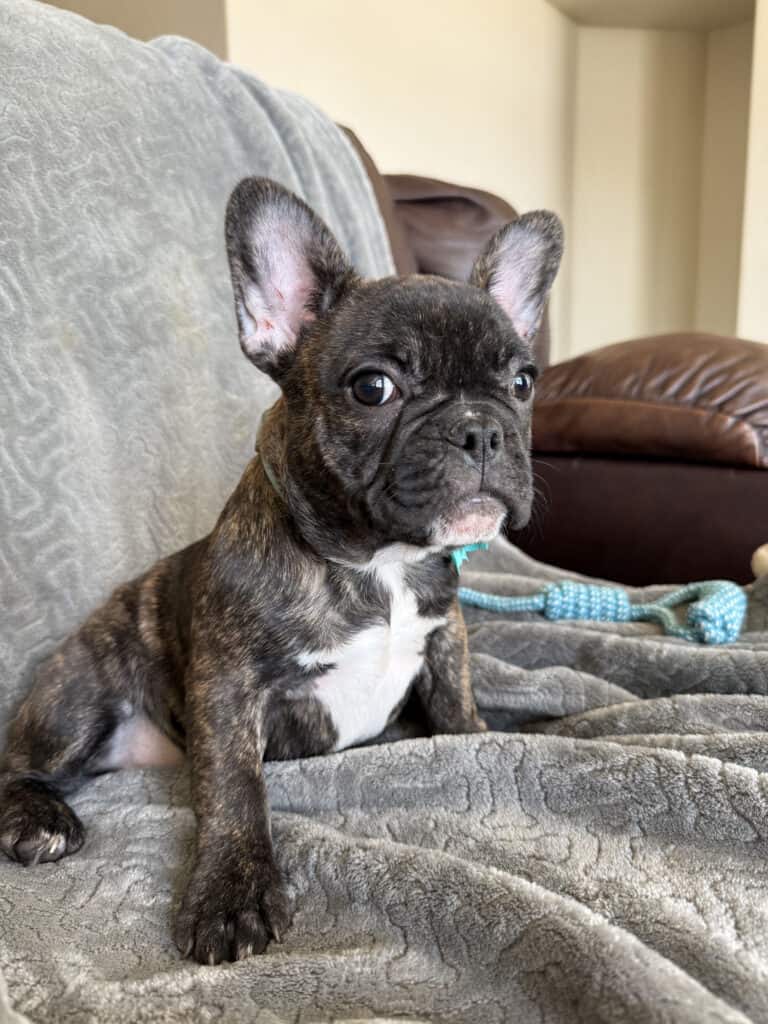 Estelle | Reverse Brindle French Bulldog Female | Available Now