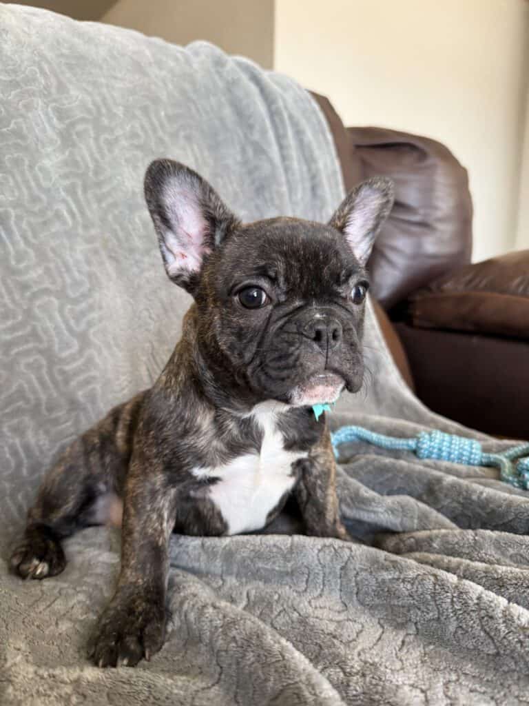 Estelle | Reverse Brindle French Bulldog Female | Available Now