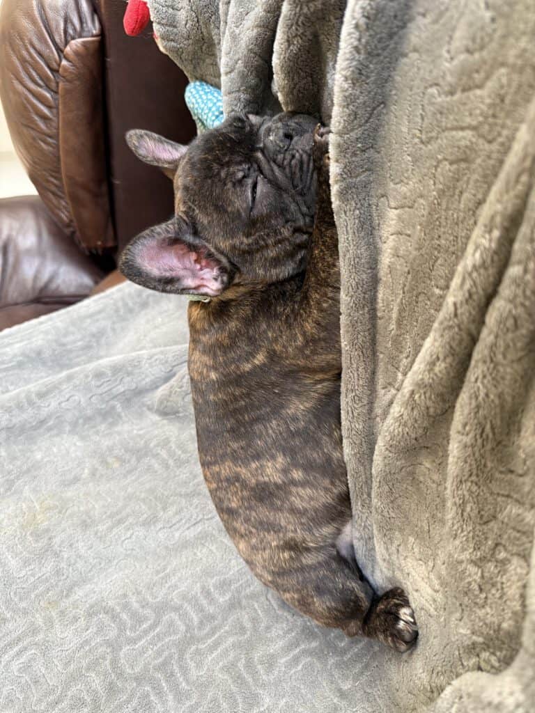 Estelle | Reverse Brindle French Bulldog Female | Available Now
