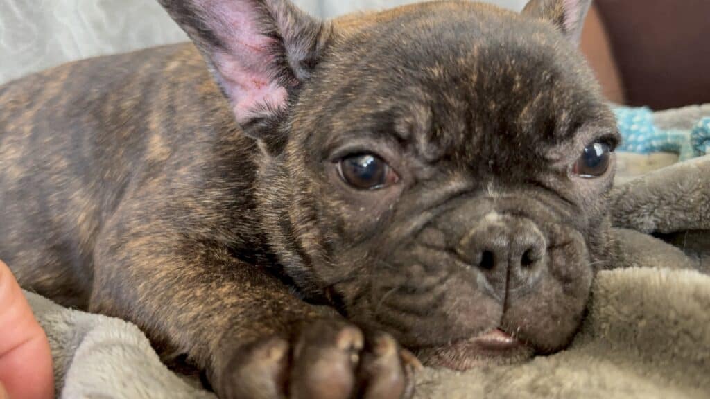 Estelle | Reverse Brindle French Bulldog Female | Available Now