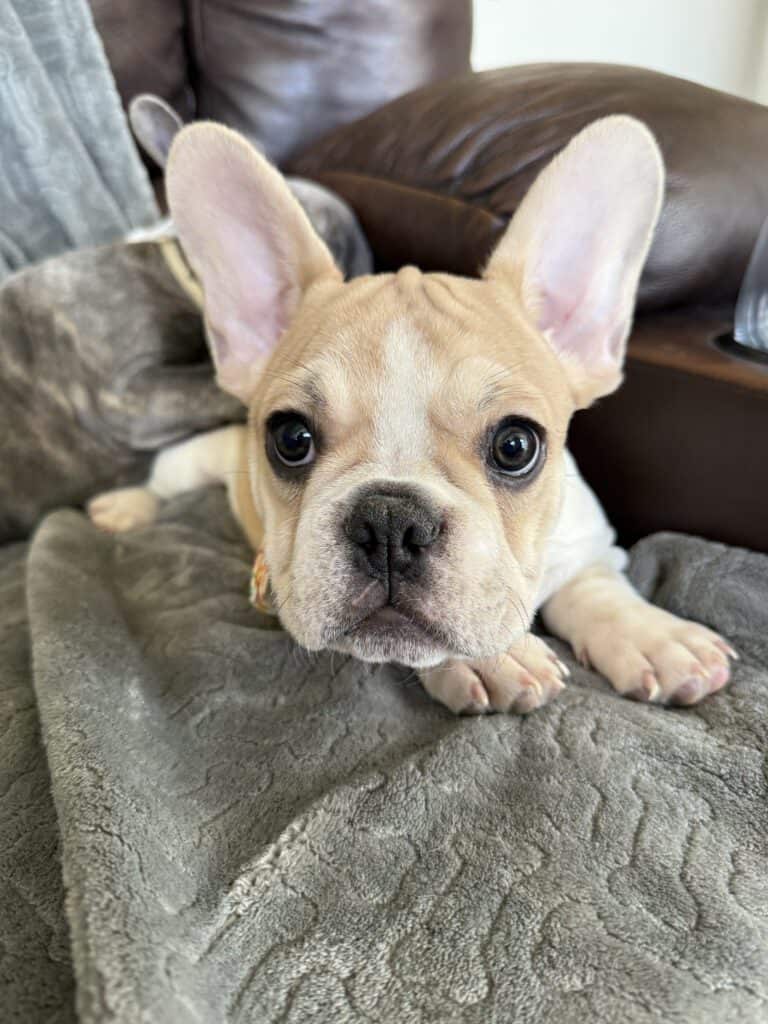 Hank | Fawn & White French Bulldog Male | Available | The Gentleman