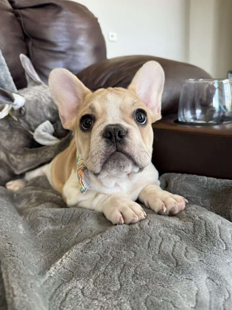 Hank | Fawn & White French Bulldog Male | Available | The Gentleman