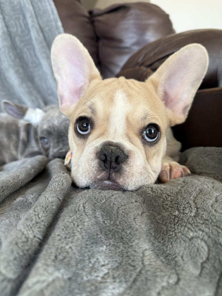 Hank | Fawn & White French Bulldog Male | Available | The Gentleman
