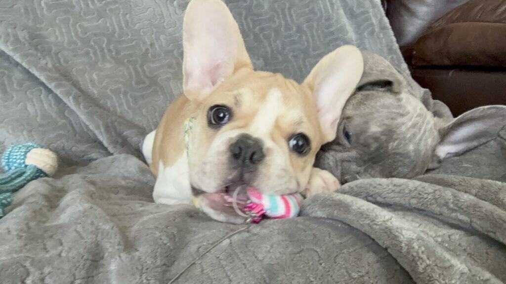 Hank | Fawn & White French Bulldog Male | Available | The Gentleman