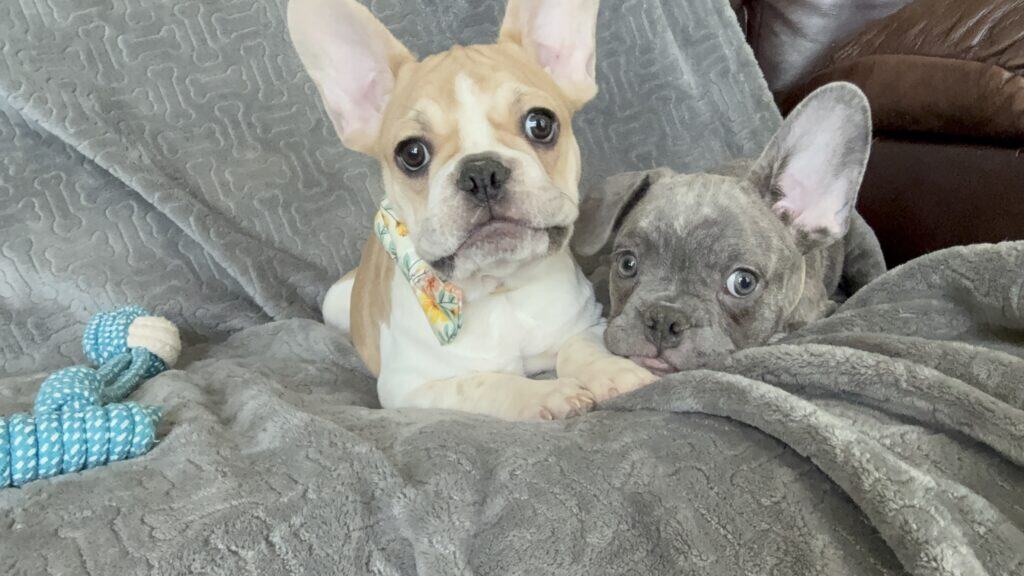 Hank | Fawn & White French Bulldog Male | Available | The Gentleman