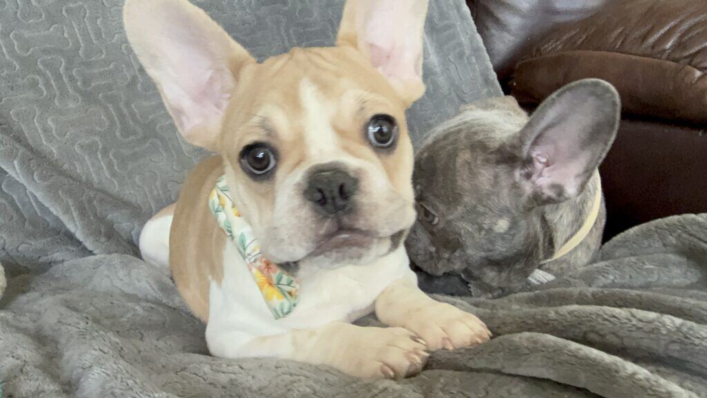 Hank | Fawn & White French Bulldog Male | Available | The Gentleman