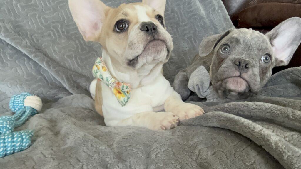 Hank | Fawn & White French Bulldog Male | Available | The Gentleman