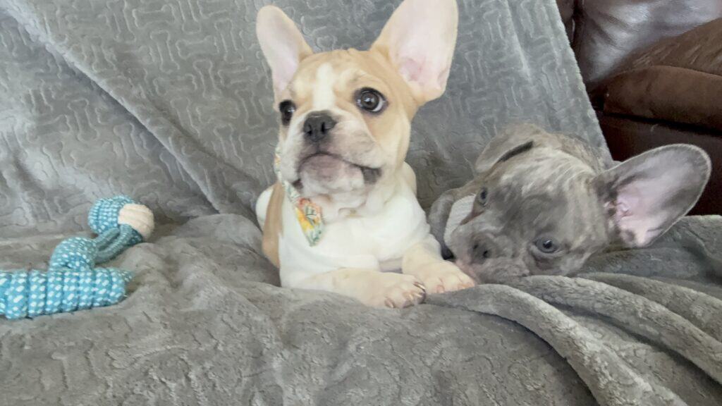 Hank | Fawn & White French Bulldog Male | Available | The Gentleman