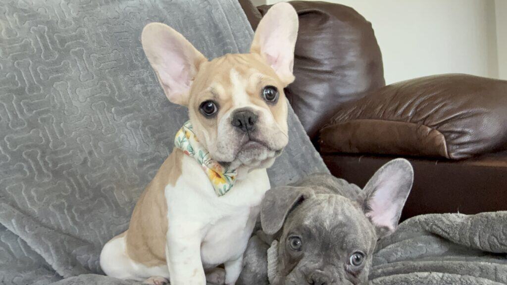 Hank | Fawn & White French Bulldog Male | Available | The Gentleman