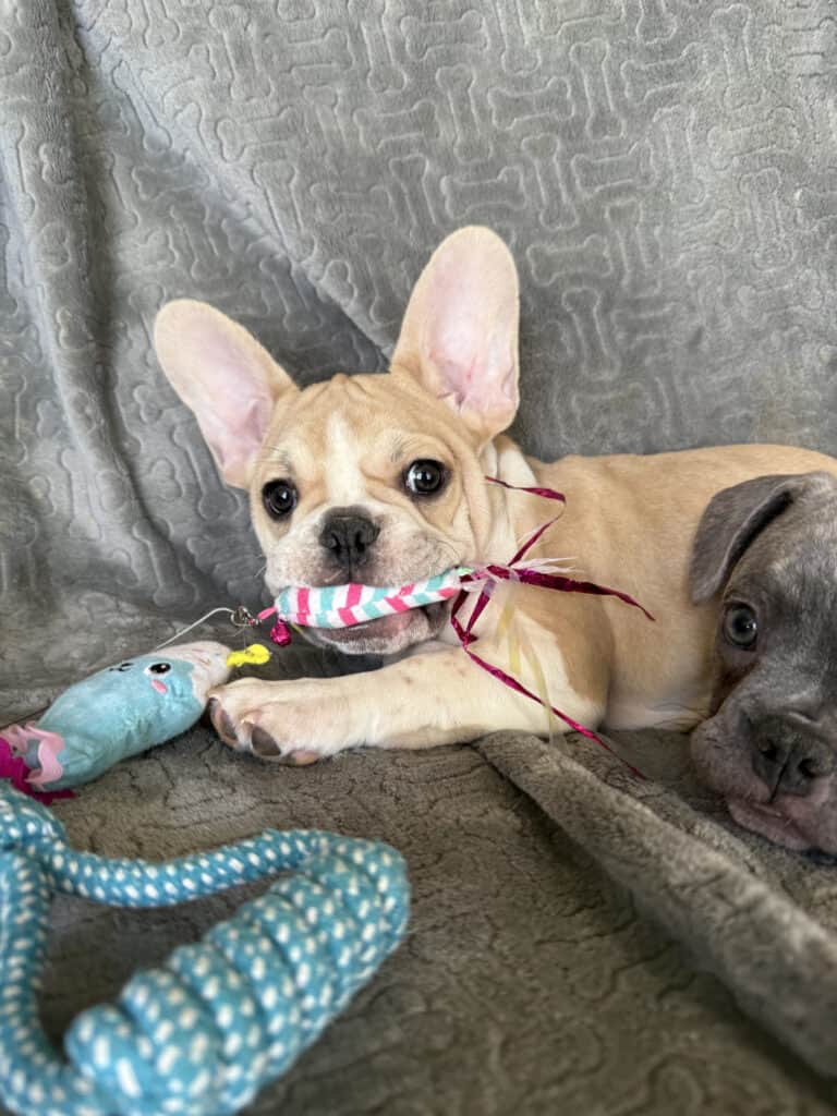 Hank | Fawn & White French Bulldog Male | Available | The Gentleman