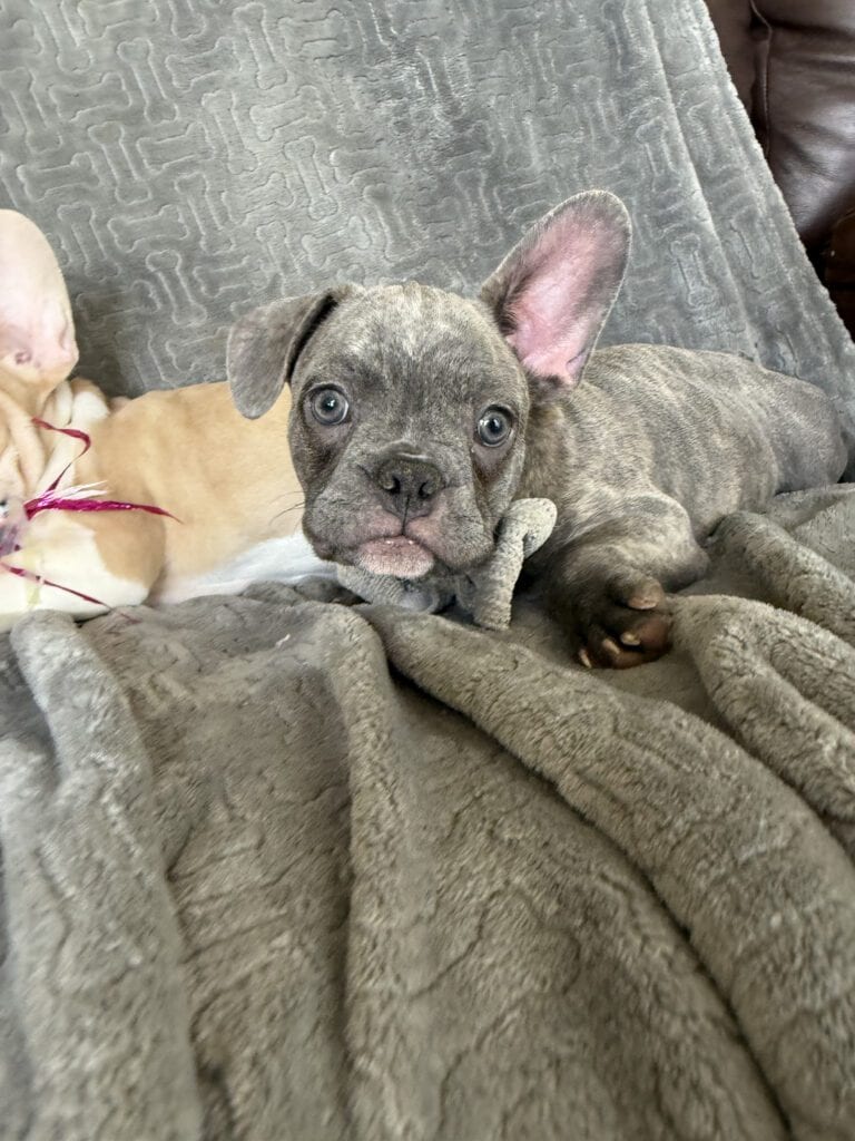 Huxley | Blue Brindle French Bulldog Male | Available | The Gentleman