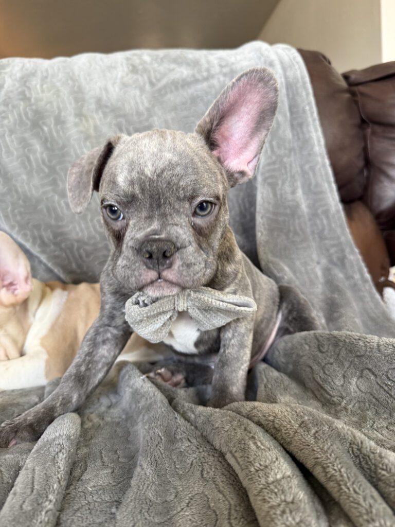 Huxley | Blue Brindle French Bulldog Male | Available | The Gentleman