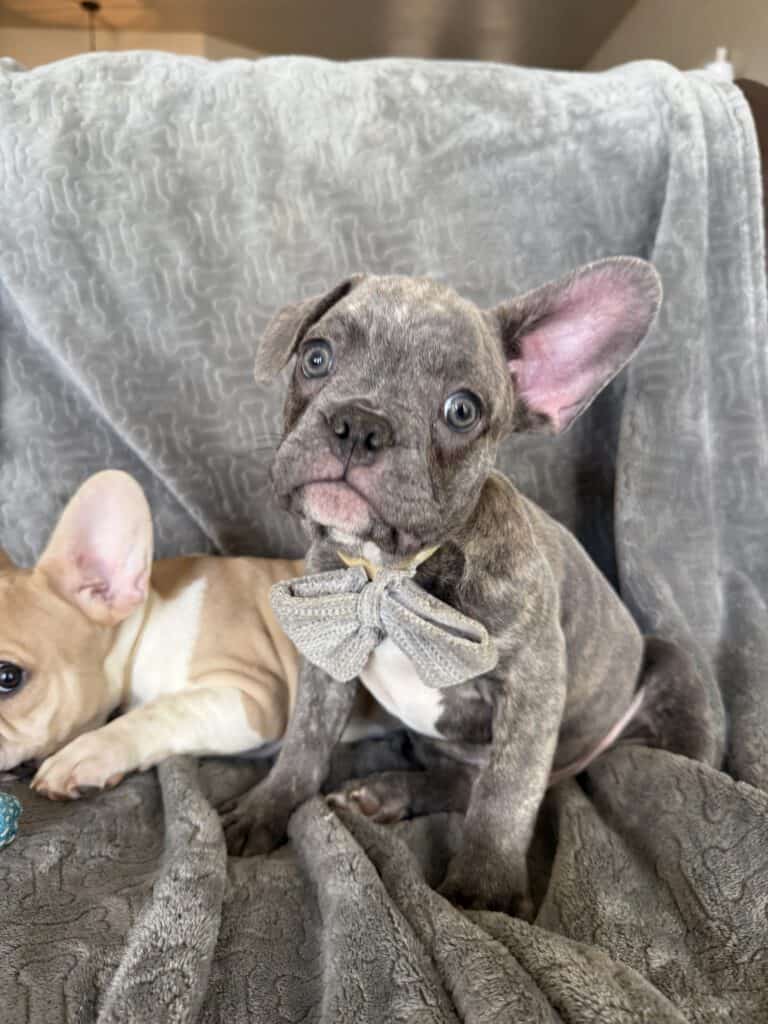 Huxley | Blue Brindle French Bulldog Male | Available | The Gentleman