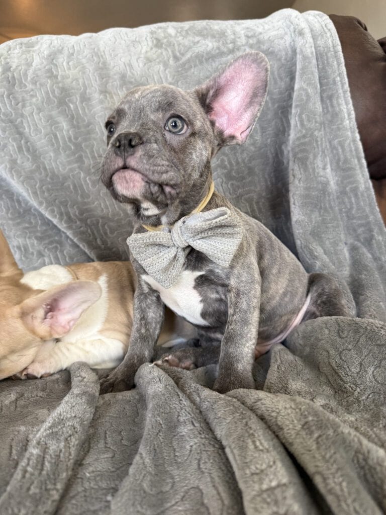 Huxley | Blue Brindle French Bulldog Male | Available | The Gentleman