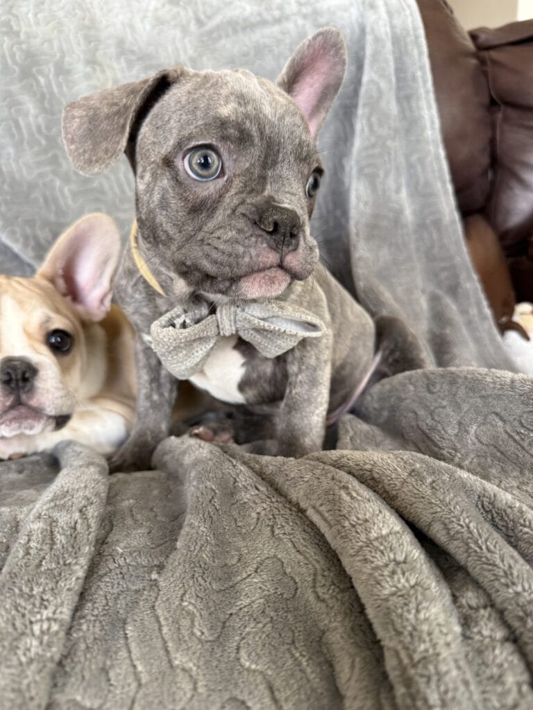 Huxley | Blue Brindle French Bulldog Male | Available | The Gentleman