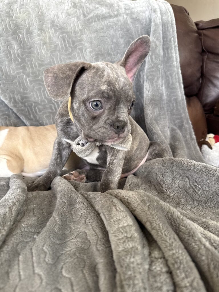 Huxley | Blue Brindle French Bulldog Male | Available | The Gentleman