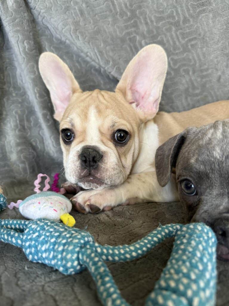 Hank | Fawn & White French Bulldog Male | Available | The Gentleman