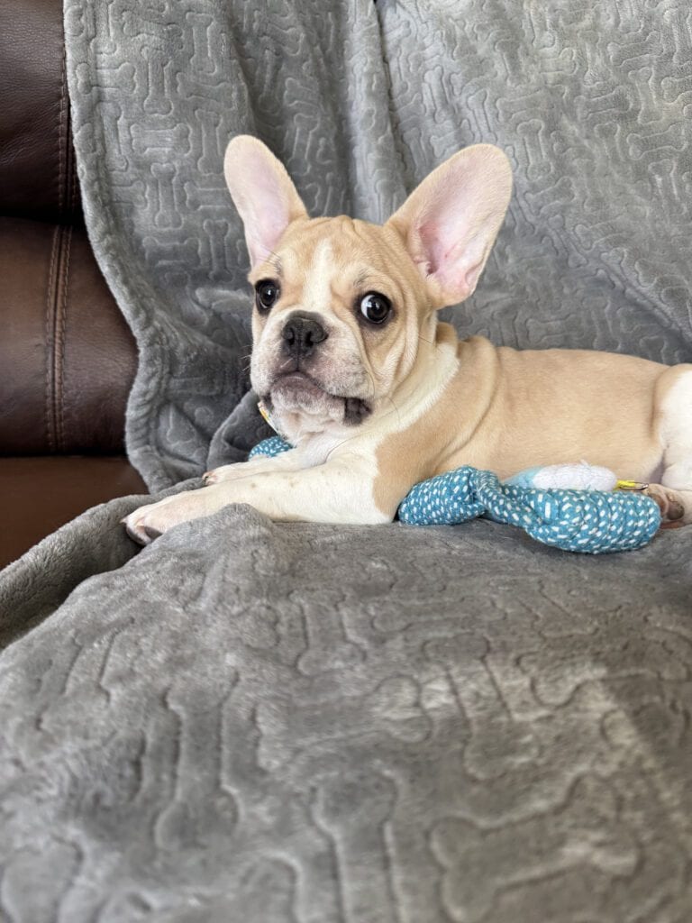 Hank | Fawn & White French Bulldog Male | Available | The Gentleman