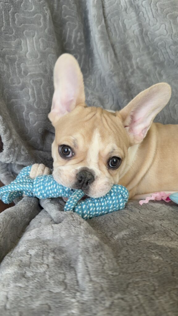 Hank | Fawn & White French Bulldog Male | Available | The Gentleman
