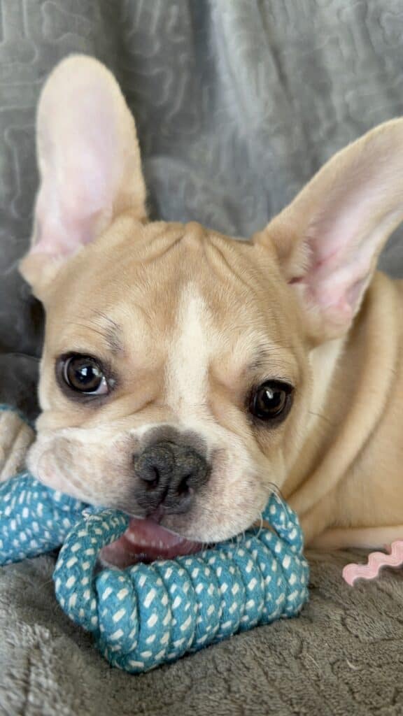 Hank | Fawn & White French Bulldog Male | Available | The Gentleman