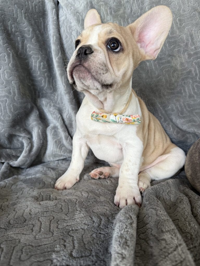 Hank | Fawn & White French Bulldog Male | Available | The Gentleman