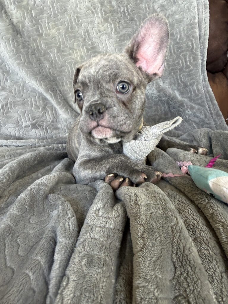 Huxley | Blue Brindle French Bulldog Male | Available | The Gentleman