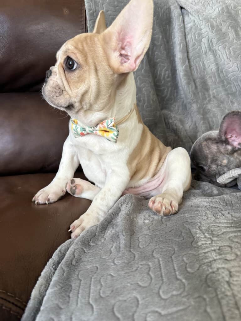 Hank | Fawn & White French Bulldog Male | Available | The Gentleman