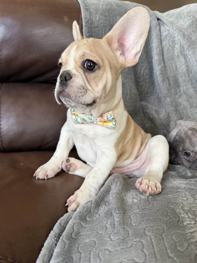 Hank | Fawn & White French Bulldog Male | Available | The Gentleman