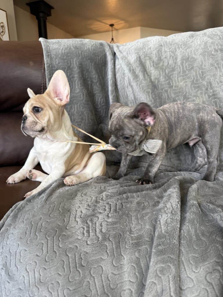 Huxley | Blue Brindle French Bulldog Male | Available | The Gentleman