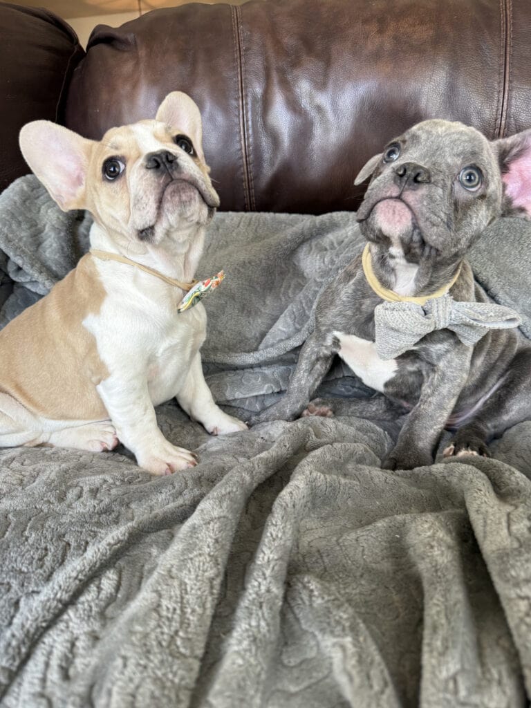 Hank | Fawn & White French Bulldog Male | Available | The Gentleman