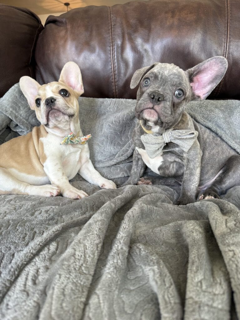 Huxley | Blue Brindle French Bulldog Male | Available | The Gentleman