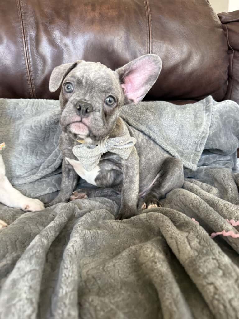 Huxley | Blue Brindle French Bulldog Male | Available | The Gentleman