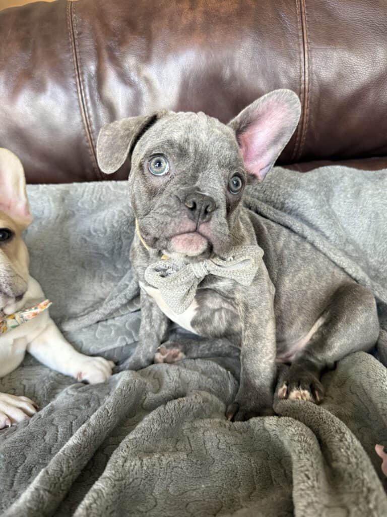 Huxley | Blue Brindle French Bulldog Male | Available | The Gentleman