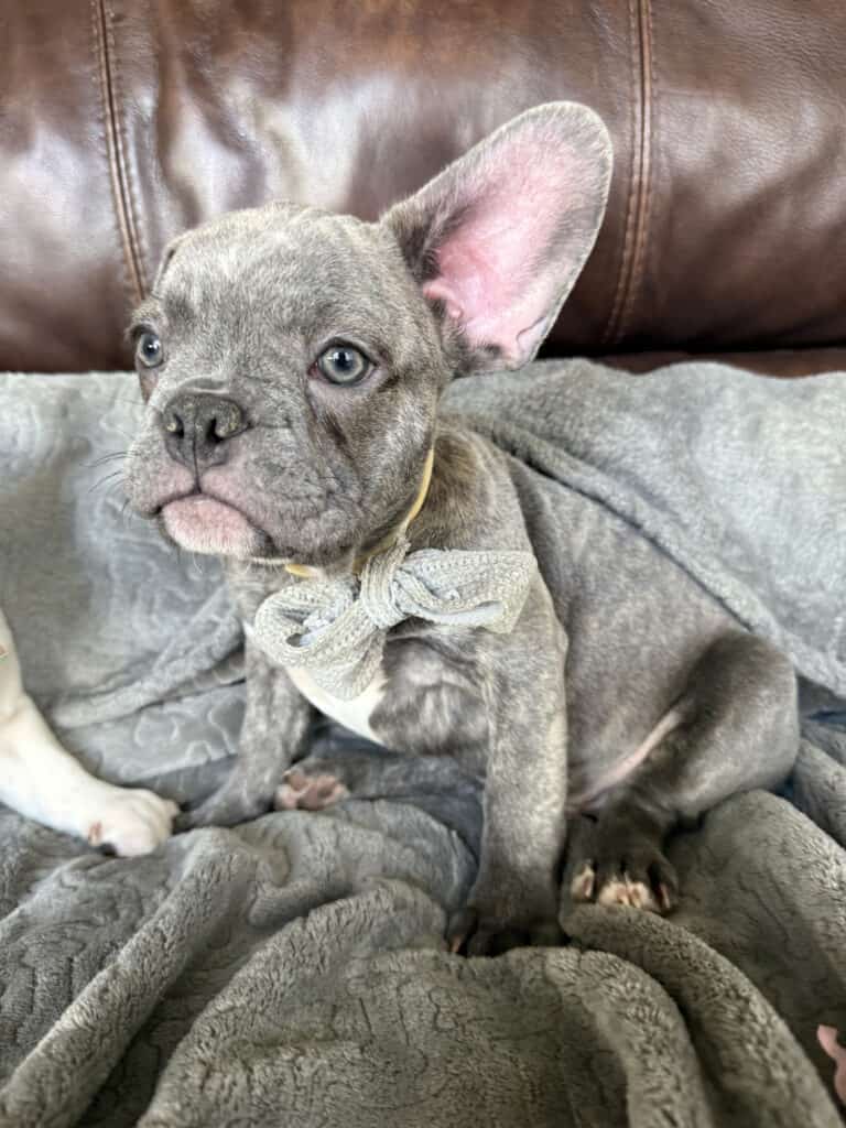 Huxley | Blue Brindle French Bulldog Male | Available | The Gentleman