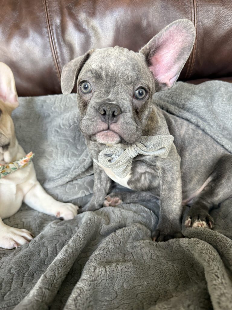 Huxley | Blue Brindle French Bulldog Male | Available | The Gentleman