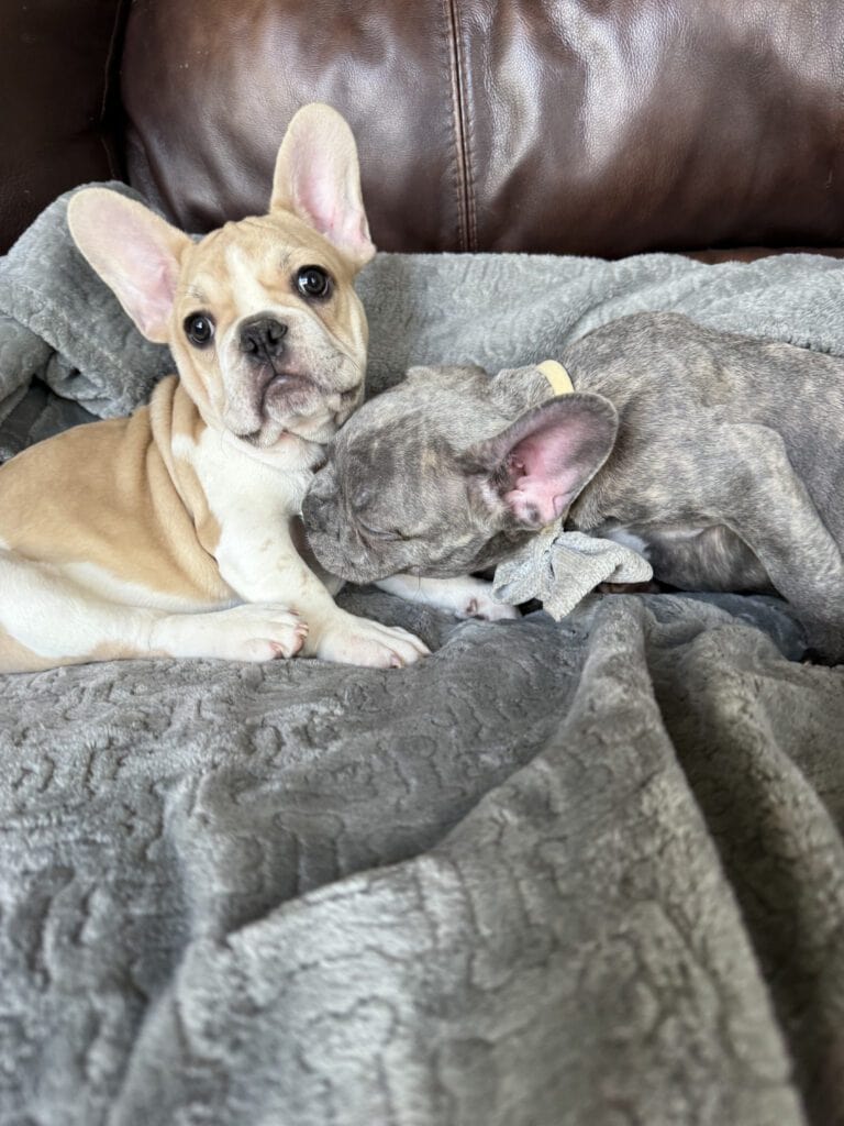 Hank | Fawn & White French Bulldog Male | Available | The Gentleman