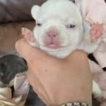 Rowdy & Poppy Frenchie's parents