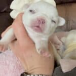 Rowdy & Poppy Frenchie's parents