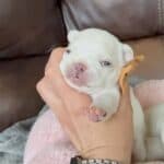 Rowdy & Poppy Frenchie's parents