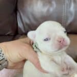 Rowdy & Poppy Frenchie's parents