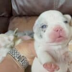 Rowdy & Poppy Frenchie's parents