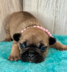 Gracie | Fawn French Bulldog Female | Available May, 2026