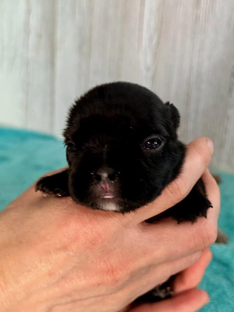 Kiara | Brindle French Bulldog Female | Available May, 2026