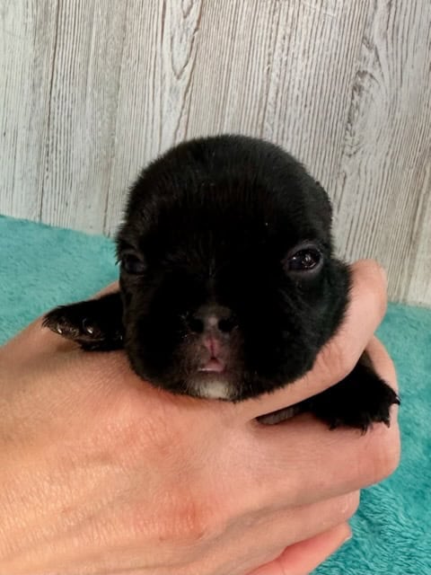 Kiara | Brindle French Bulldog Female | Available May, 2026