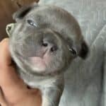 Peaches & Rowdy French Bulldog Litters | Born Mar 20th | Pup ready in May, 2026