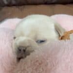 Rowdy & Poppy Frenchie's parents