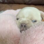 Rowdy & Poppy Frenchie's parents