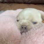 Rowdy & Poppy Frenchie's parents