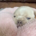 Rowdy & Poppy Frenchie's parents